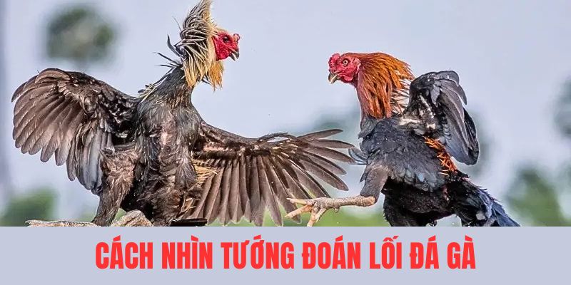 Bật mí cách nhìn tướng đoán lối đá gà