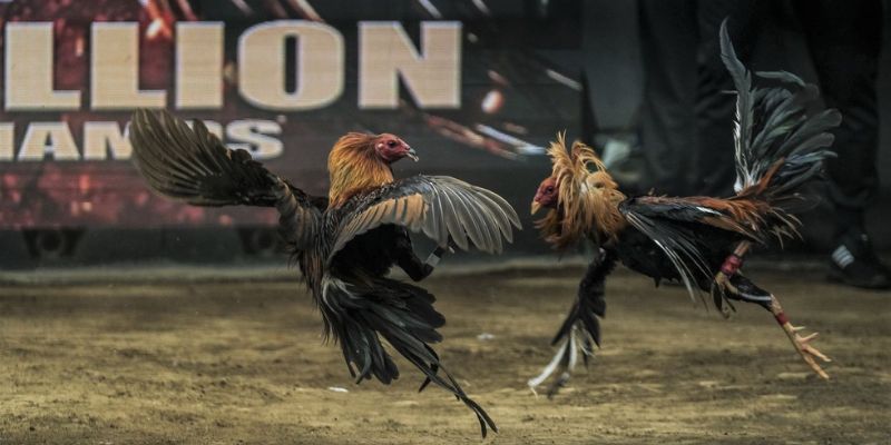 Các hình thức đá gà phổ biến tại nhà cái