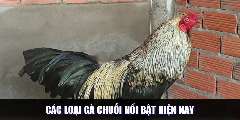 Các loại gà chuối nổi bật hiện nay