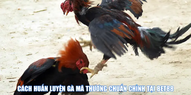 Cách huấn luyện gà mã thương chuẩn chỉnh tại BET88