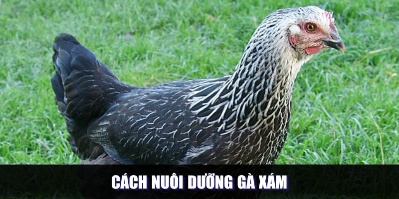Cách nuôi dưỡng gà xám là gì