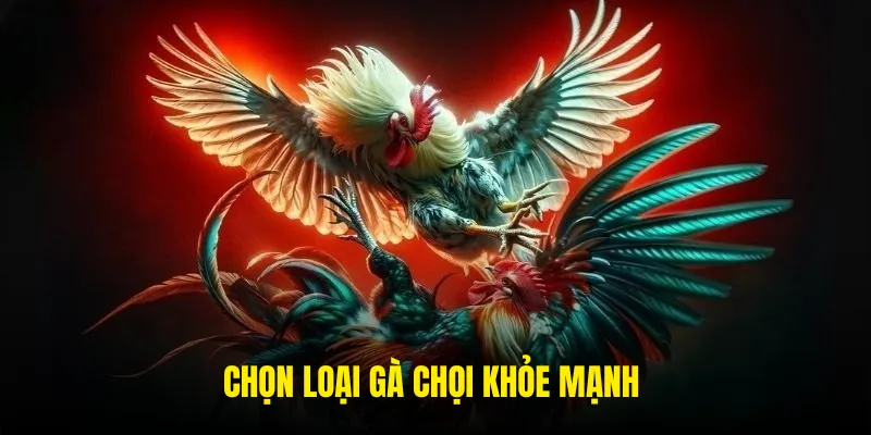 Chọn giống gà chọi phù hợp