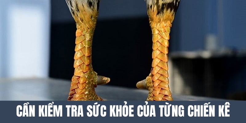 Cần phải kiểm tra về sức khỏe của từng con gà theo chu kỳ