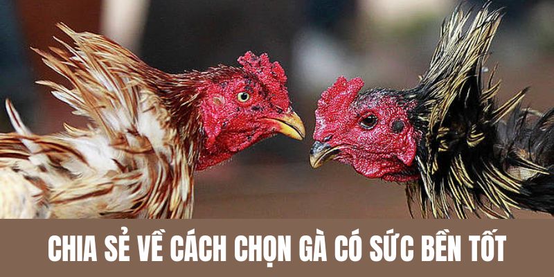 Chia sẻ về cách chọn gà chọi có sức bền tốt nhất