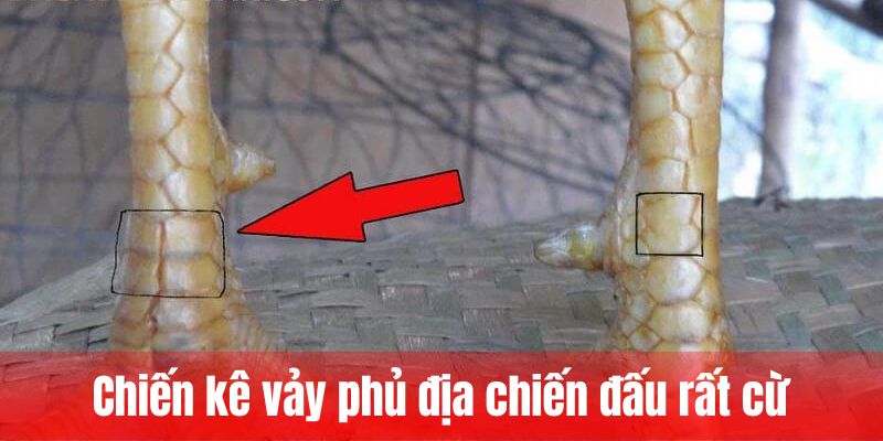 Chiến kê vảy gà tứ quý phủ địa chiến đấu rất cừ