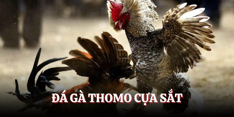 Đá gà Thomo cựa sắt - Kích thích trong các pha giao tranh
