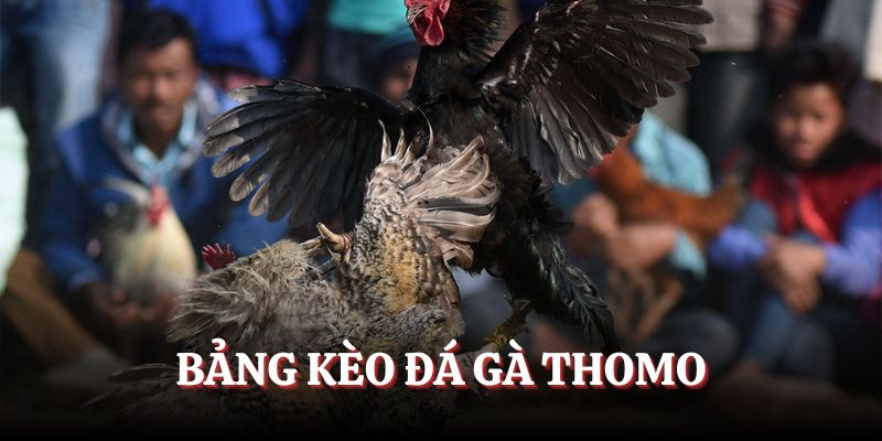 Bảng kèo đá gà Thomo dành cho các tay cược