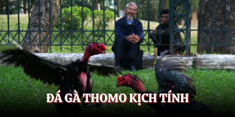 Đắm chìm trong các cuộc đấu gà Thomo kịch tính