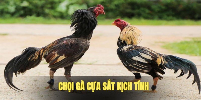 Chọi gà cựa sắt thu hút hàng triệu lượt cược