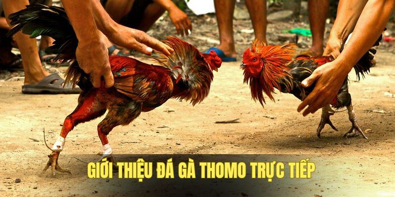 Đôi nét về đá gà trực tiếp Thomo 24/7