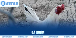 Gà Bướm - Truyền Đạt Kinh Nghiệm Chọn Chiến Kê Xuất Sắc