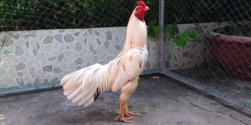 Giới thiệu dòng gà bướm nổi tiếng