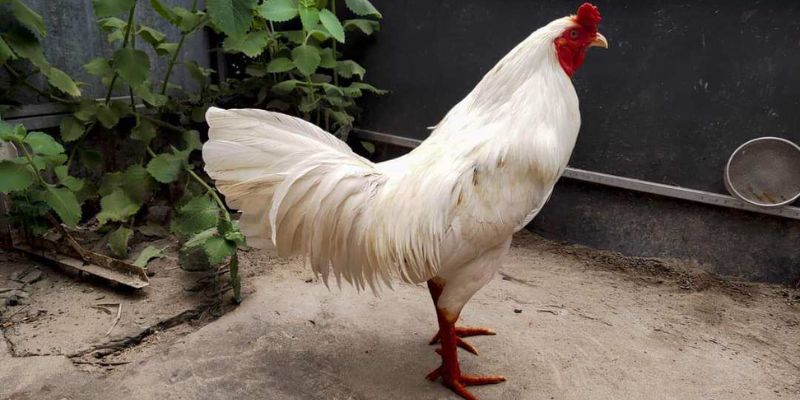Chiến kê chân vàng tuyệt đẹp