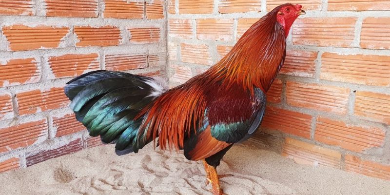 Màu mạng khắc chế dòng kê bướm 