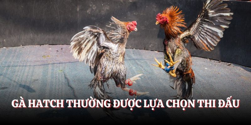 Gà Hatch thường được lựa chọn thi đấu