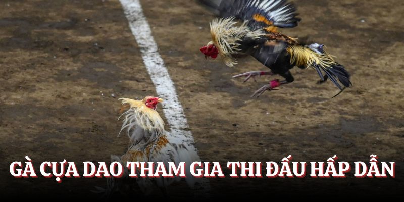 Gà cựa dao tham gia thi đấu hấp dẫn