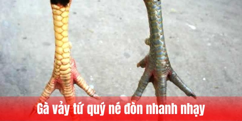Gà vảy tứ quý né đòn nhanh nhạy