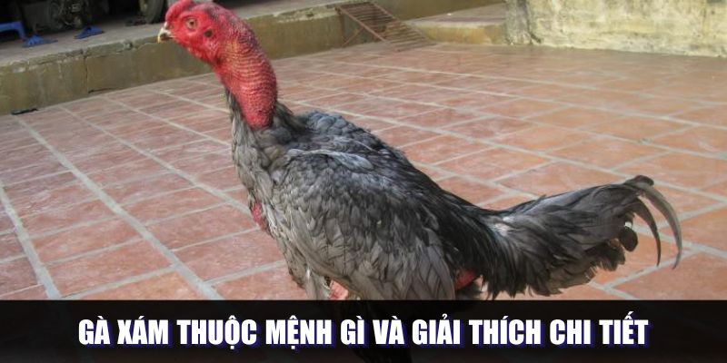 Gà xám thuộc mệnh gì và giải thích chi tiết
