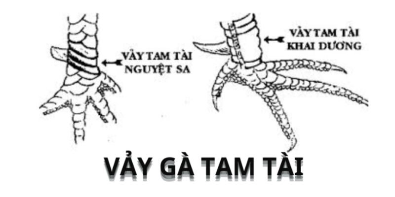 Giới thiệu chi tiết về loại vảy tam tài tại BET88