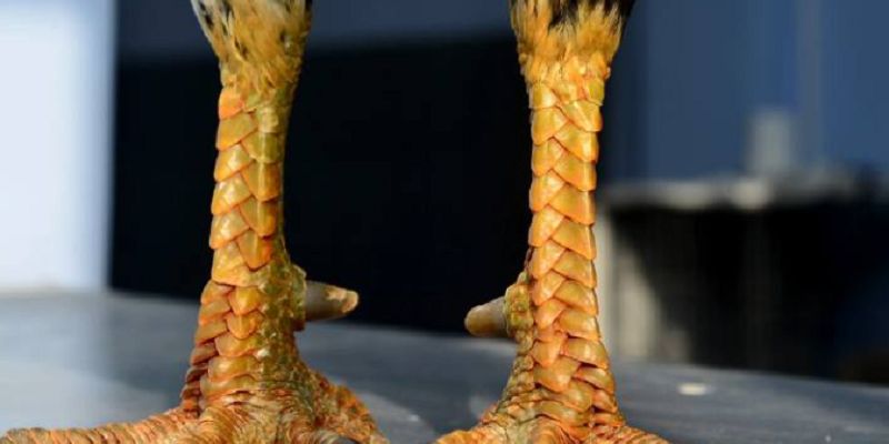 Giới thiệu chi tiết về vảy huyền trâm tại nhà cái