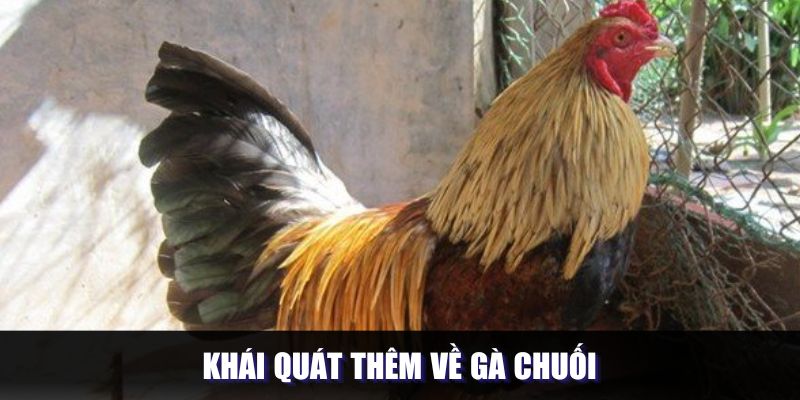 Tìm hiểu khái quát thêm về giống gà chuối