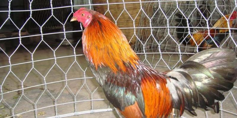 Kinh nghiệm lựa chọn chiến kê với vảy tam tài