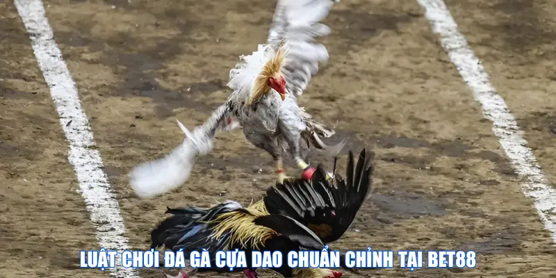 Luật chơi đá gà cựa dao chuẩn chỉnh tại BET88