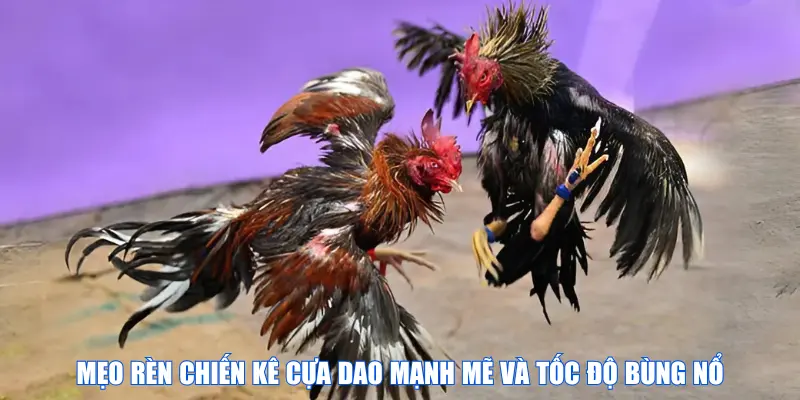 Mẹo rèn chiến kê cựa dao mạnh mẽ và tốc độ bùng nổ