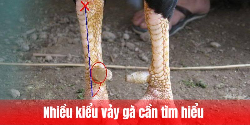 Nhiều kiểu vảy gà cần tìm hiểu 
