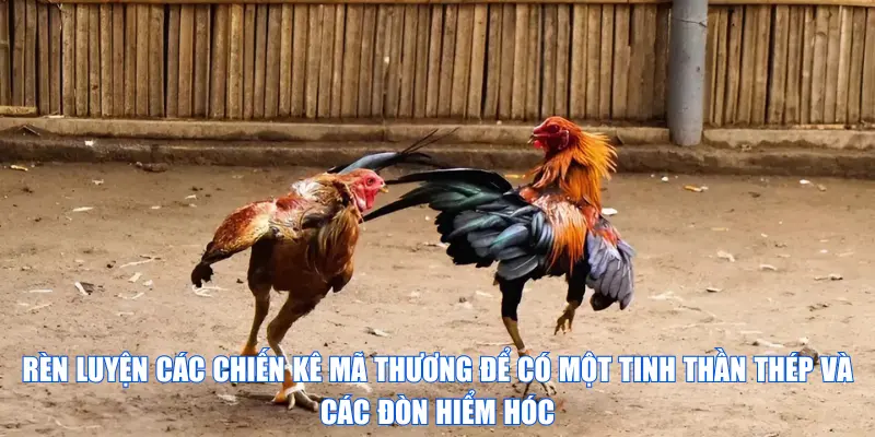 Rèn luyện các chiến kê mã thương để có một tinh thần thép và các đòn hiểm hóc