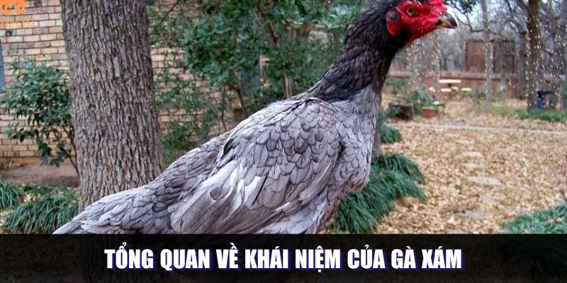 Tổng quan về khái niệm của gà xám