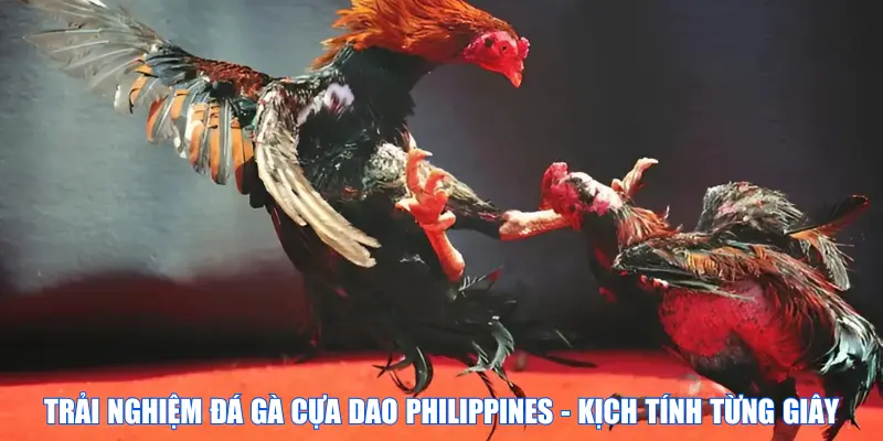 Trải nghiệm đá gà cựa dao Philippines - Kịch tính từng giây