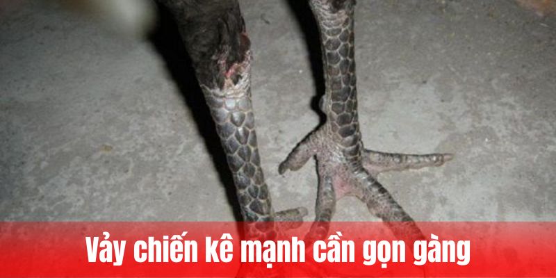 Vảy chiến kê mạnh cần gọn gàng