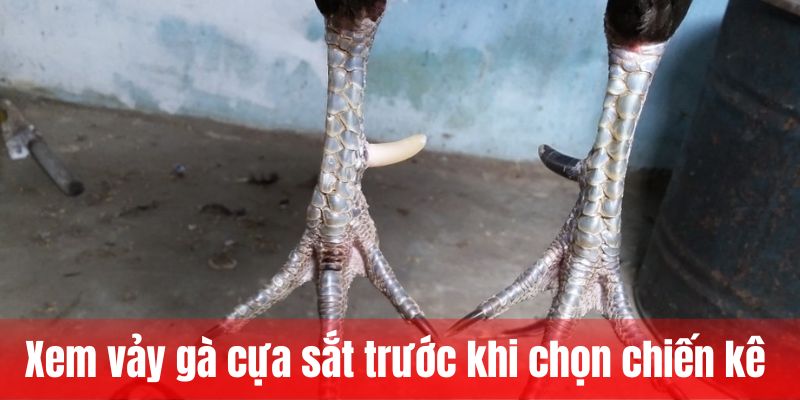 Xem vảy gà cựa sắt trước khi chọn chiến kê 