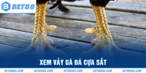 Xem Vảy Gà Đá Cựa Sắt - Nghệ Thuật Chọn Linh Kê Đỉnh Cao