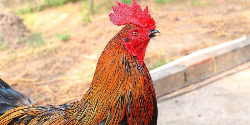 Ý nghĩa của vảy huyền trâm tại BET88