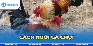 Hướng Dẫn Cách Nuôi Gà Chọi Nhanh Lớn Từ Chuyên Gia BET88
