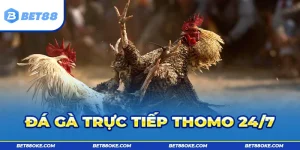 Đá Gà Trực Tiếp Thomo 24/7: Luật Chơi Và Thông Tin Cá Cược