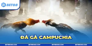 Đá Gà Campuchia – Trực Tiếp Kịch Tính, Cá Cược Siêu Hot