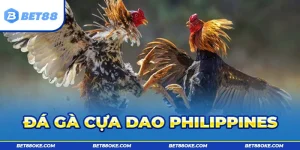 Đá Gà Cựa Dao Philippines - Luật Chơi Và Kỹ Thuật Đỉnh Cao