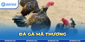 Đá Gà Mã Thương - Bộ Môn Truyền Thống Đầy Thách Thức