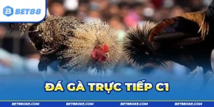 Đá Gà Trực Tiếp C1 - Bùng Nổ Tranh Tài, Chốt Kèo Kịch Tính