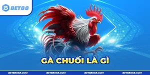 Gà Chuối Là Gì - Chiếm Ưu Thế Trong Những Trận Đấu Dài Hơi
