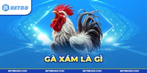 Gà Xám Là Gì - Cách Chăm Sóc Và Luyện Tập Phù Hợp Nhất